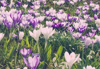 des fleurs de safran