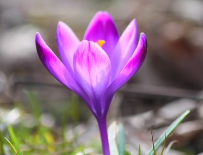 des fleurs de safran