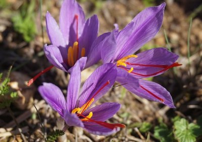 des fleurs de safran