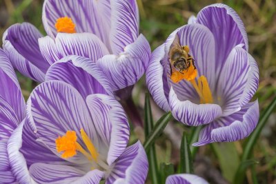 des fleurs de safran