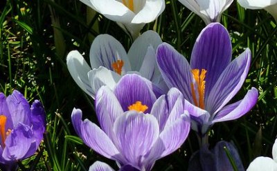 des fleurs de safran