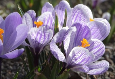 des fleurs de safran