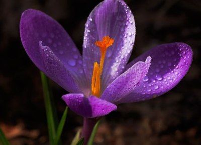 des fleurs de safran