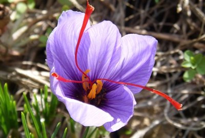 des fleurs de safran
