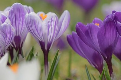 des fleurs de safran