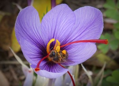 des fleurs de safran