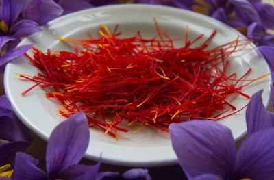 crocus sativus ou safran