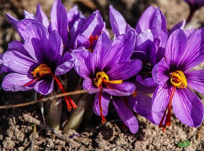 des fleurs de safran