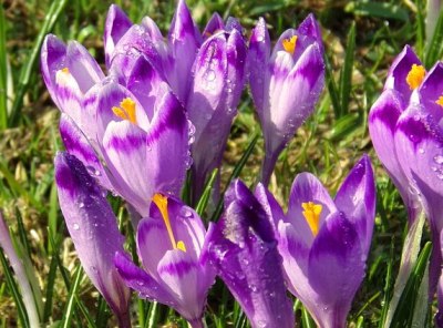 des fleurs de safran