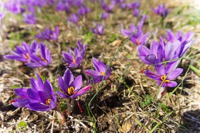 des fleurs de safran