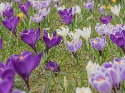 des fleurs de safran