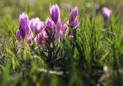 des fleurs de safran