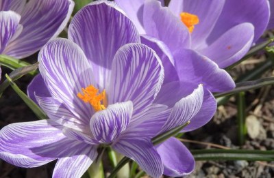 des fleurs de safran