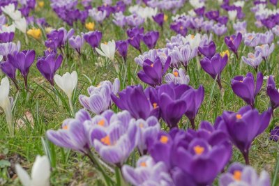 des fleurs de safran
